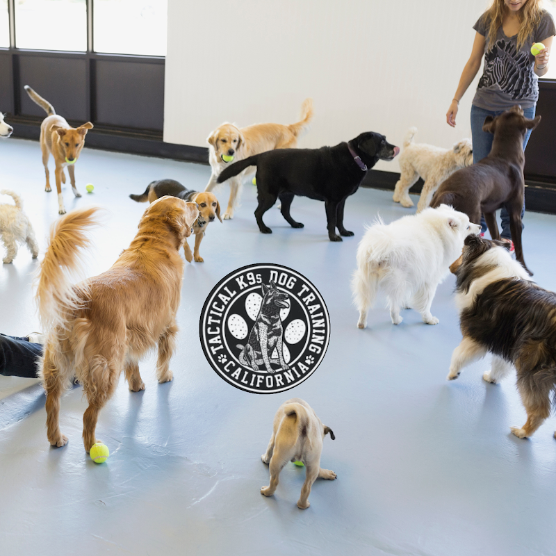 Tracy Dog Training Academy — photo 3, Tracy, CA