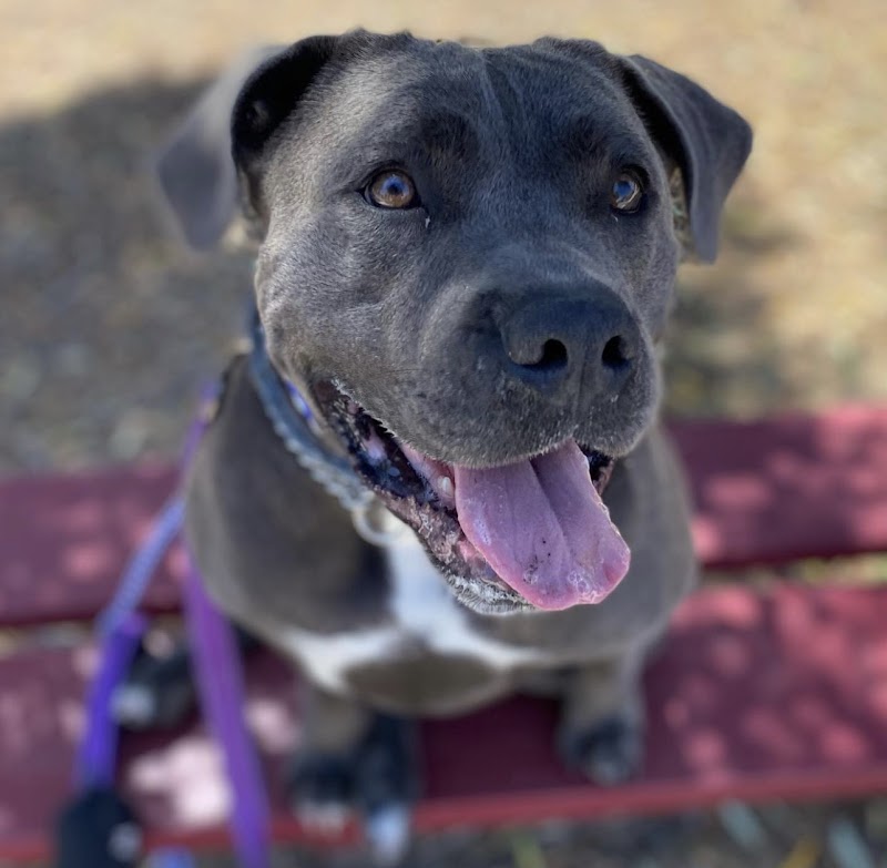 Tracy Dog Training Academy — photo 4, Tracy, CA