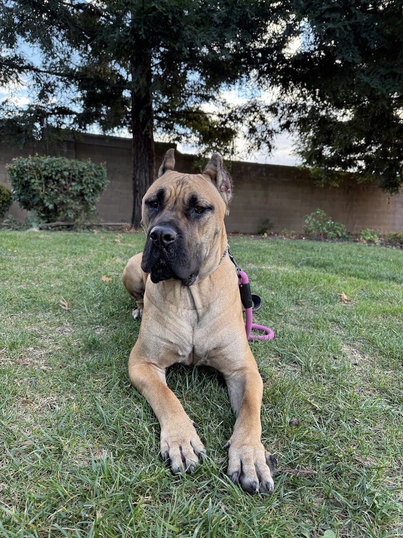 Tracy Dog Training Academy — photo 5, Tracy, CA