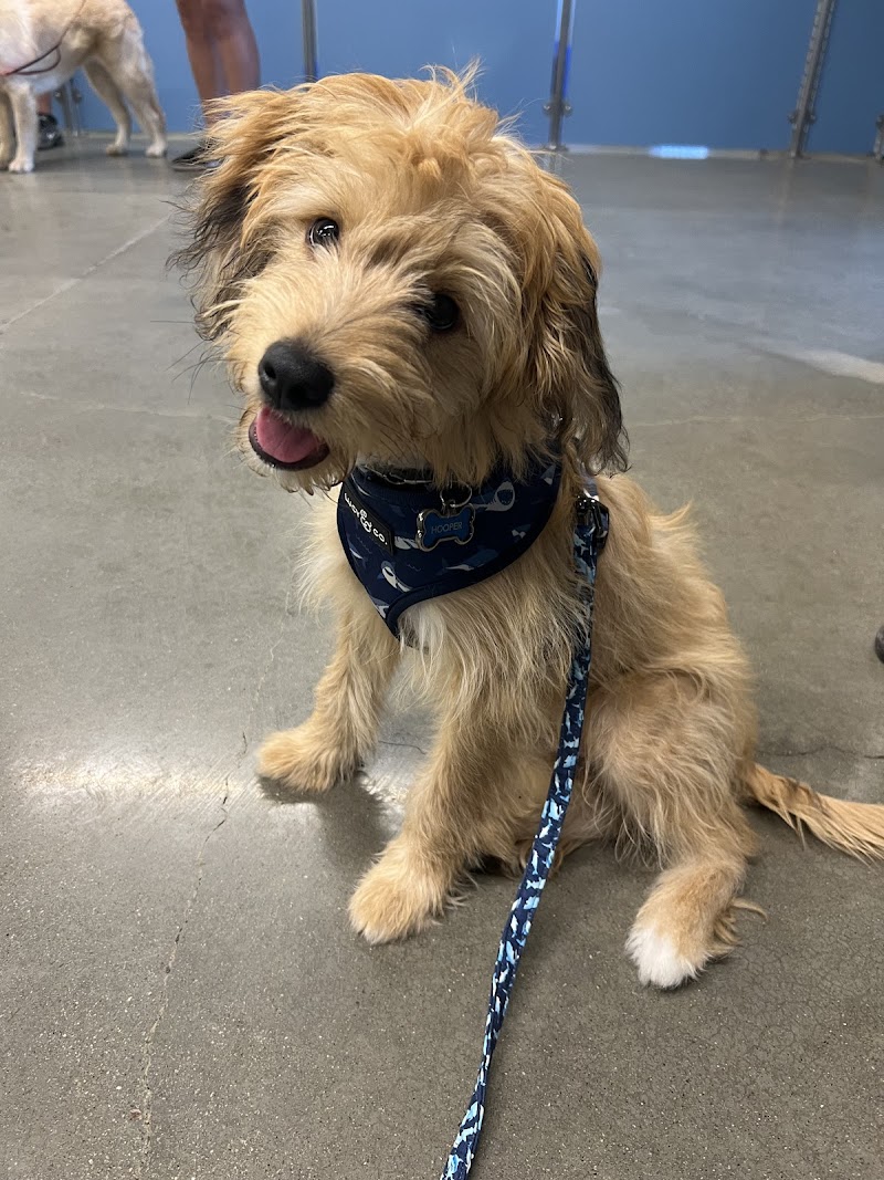 Camp Bow Wow Tracy — photo 3, Tracy, CA