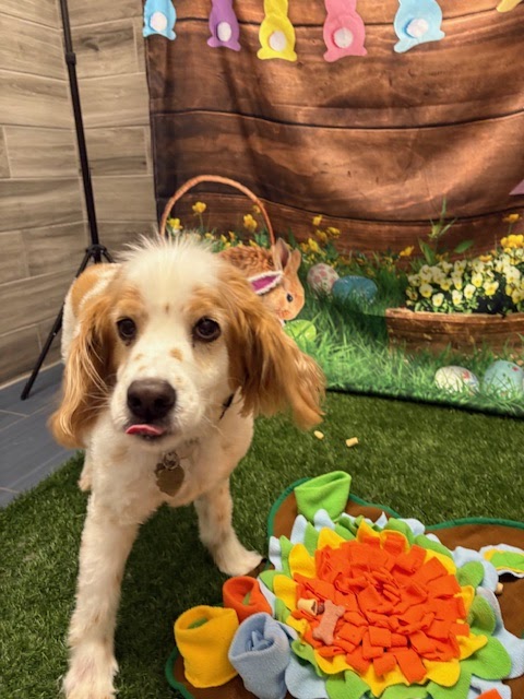 Camp Bow Wow Tracy — photo 4, Tracy, CA