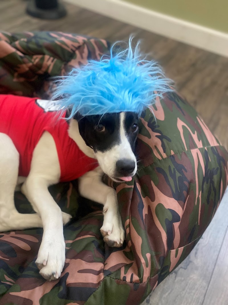 Camp Bow Wow Tracy — photo 5, Tracy, CA