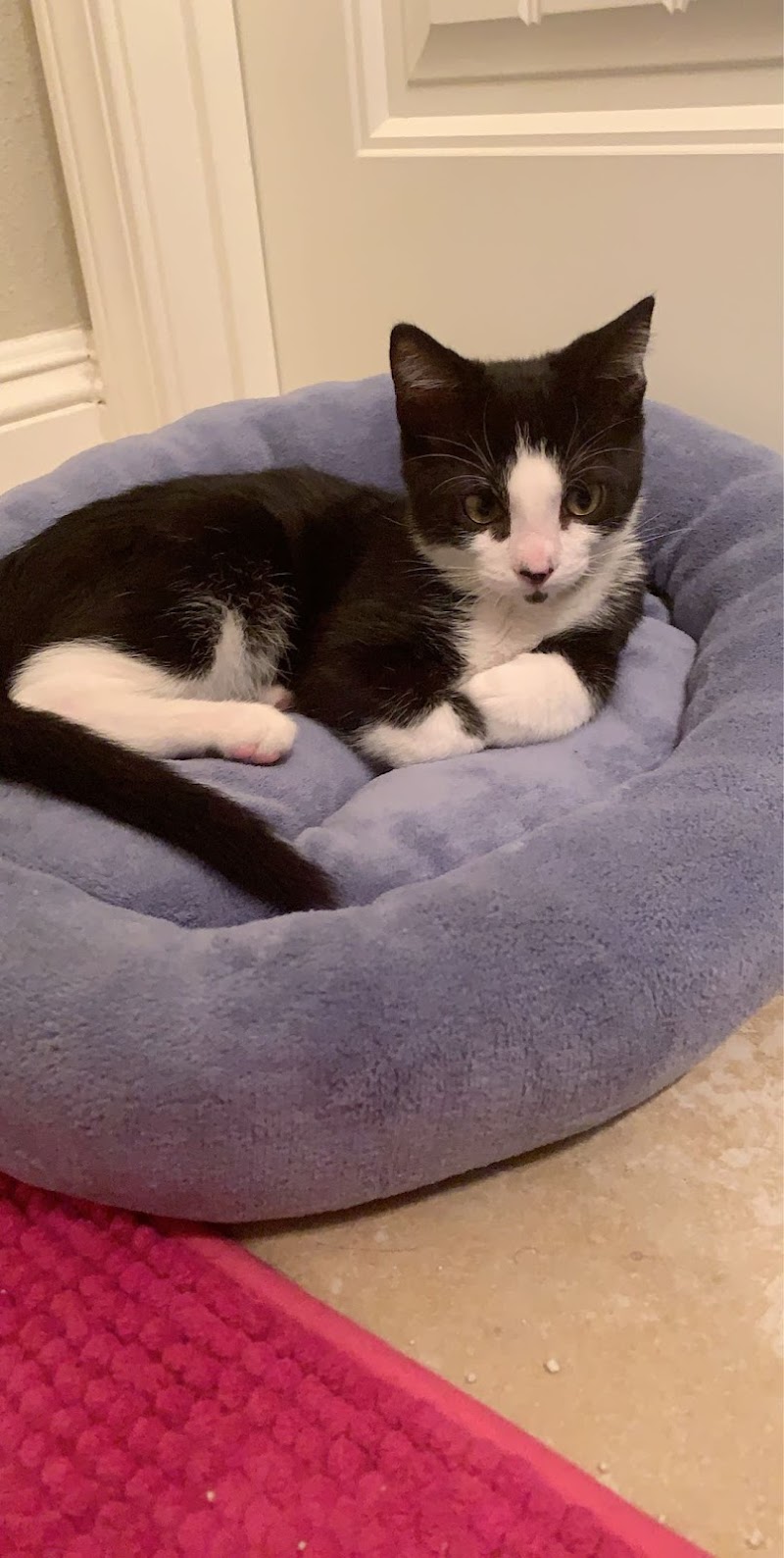 Tracy Veterinary Clinic — photo 3, Tracy, CA