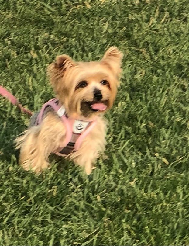 Tracy Veterinary Clinic — photo 5, Tracy, CA