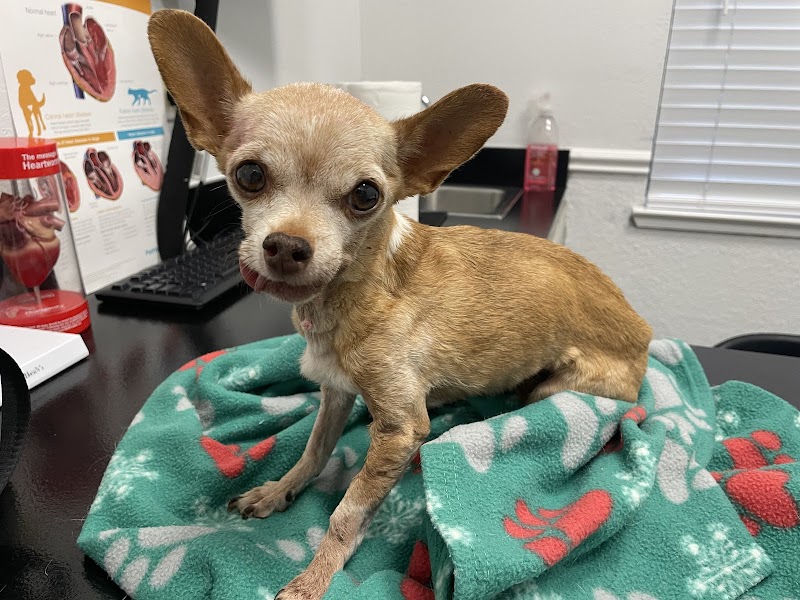 Central Valley Vet Manteca