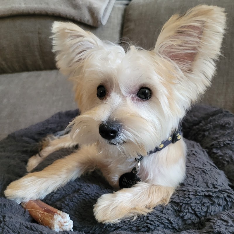 VCA Brentwood Animal Hospital — photo 4, Brentwood, CA