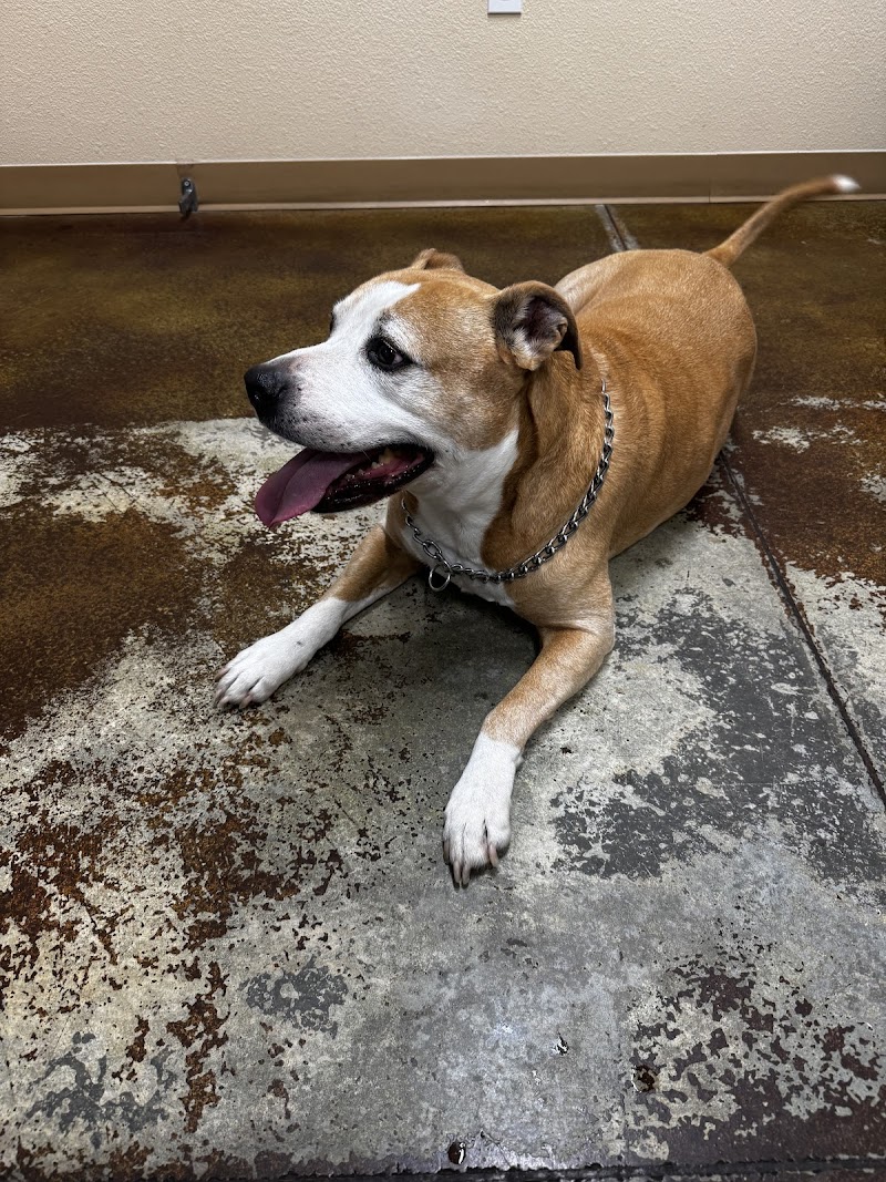 Lathrop Veterinary Clinic — photo 3, Lathrop, CA