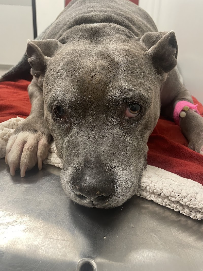 Lathrop Veterinary Clinic — photo 5, Lathrop, CA