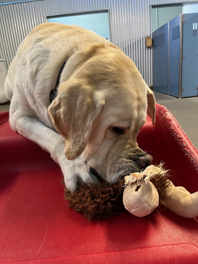 Camp Bow Wow Brentwood — photo 2, Brentwood, CA