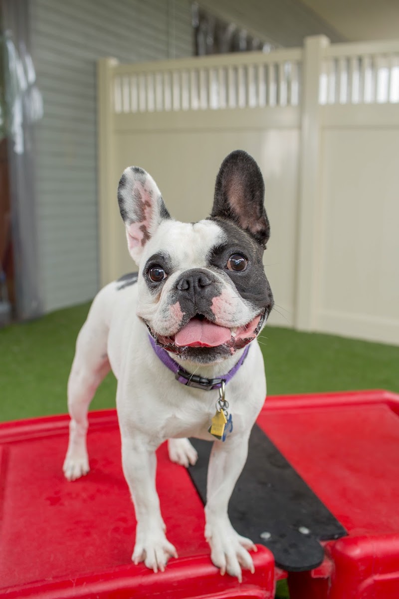 Camp Bow Wow Brentwood — photo 4, Brentwood, CA