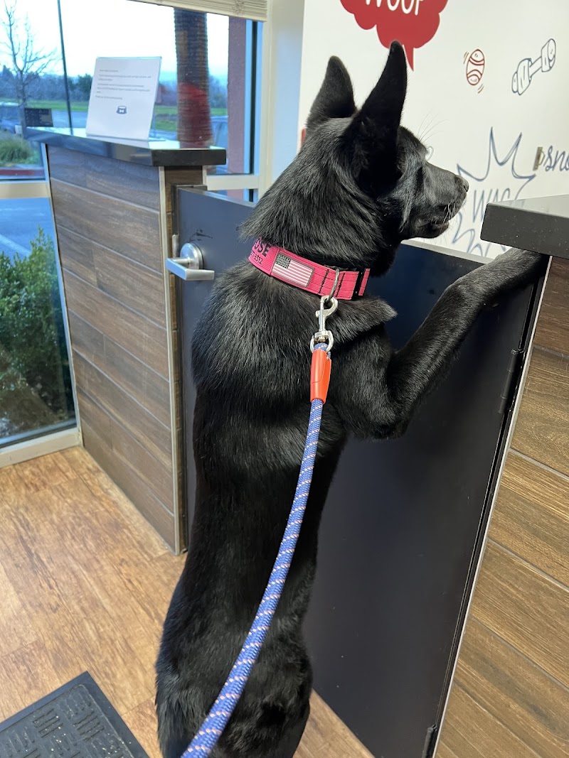 Camp Bow Wow Brentwood — photo 5, Brentwood, CA