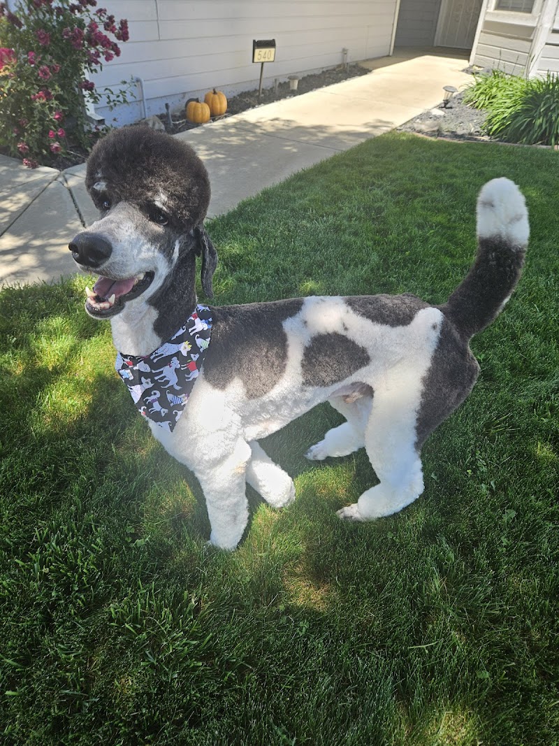 Bark Avenue Pet Grooming — photo 3, Tracy, CA