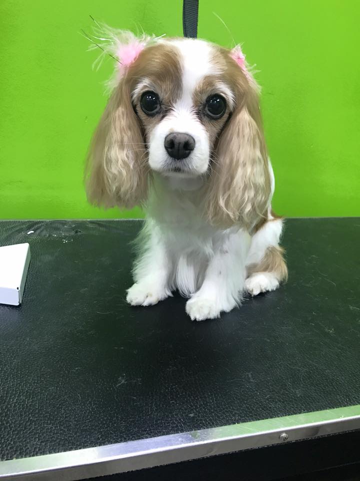 Bark Avenue Pet Grooming — photo 4, Tracy, CA