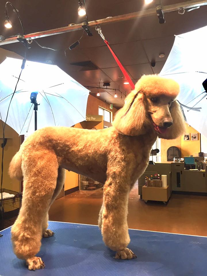 Brentwood Pet Grooming