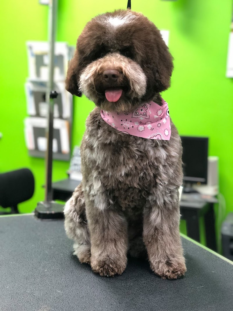 Brentwood Pet Grooming — photo 2, Brentwood, CA