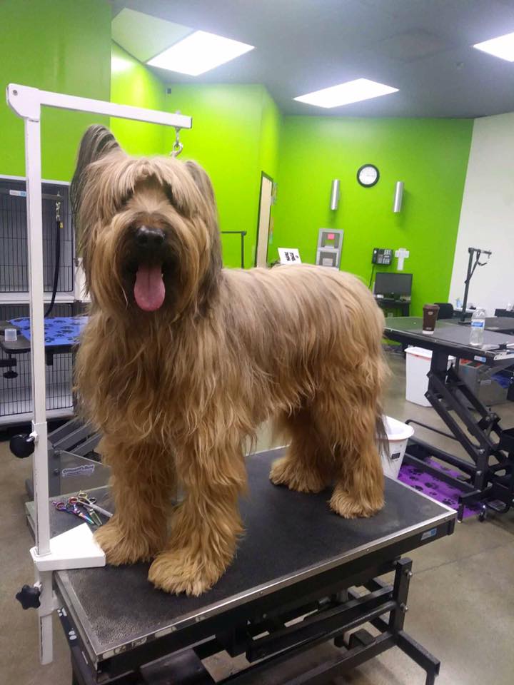 Brentwood Pet Grooming — photo 3, Brentwood, CA