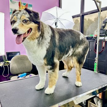 Brentwood Pet Grooming — photo 5, Brentwood, CA